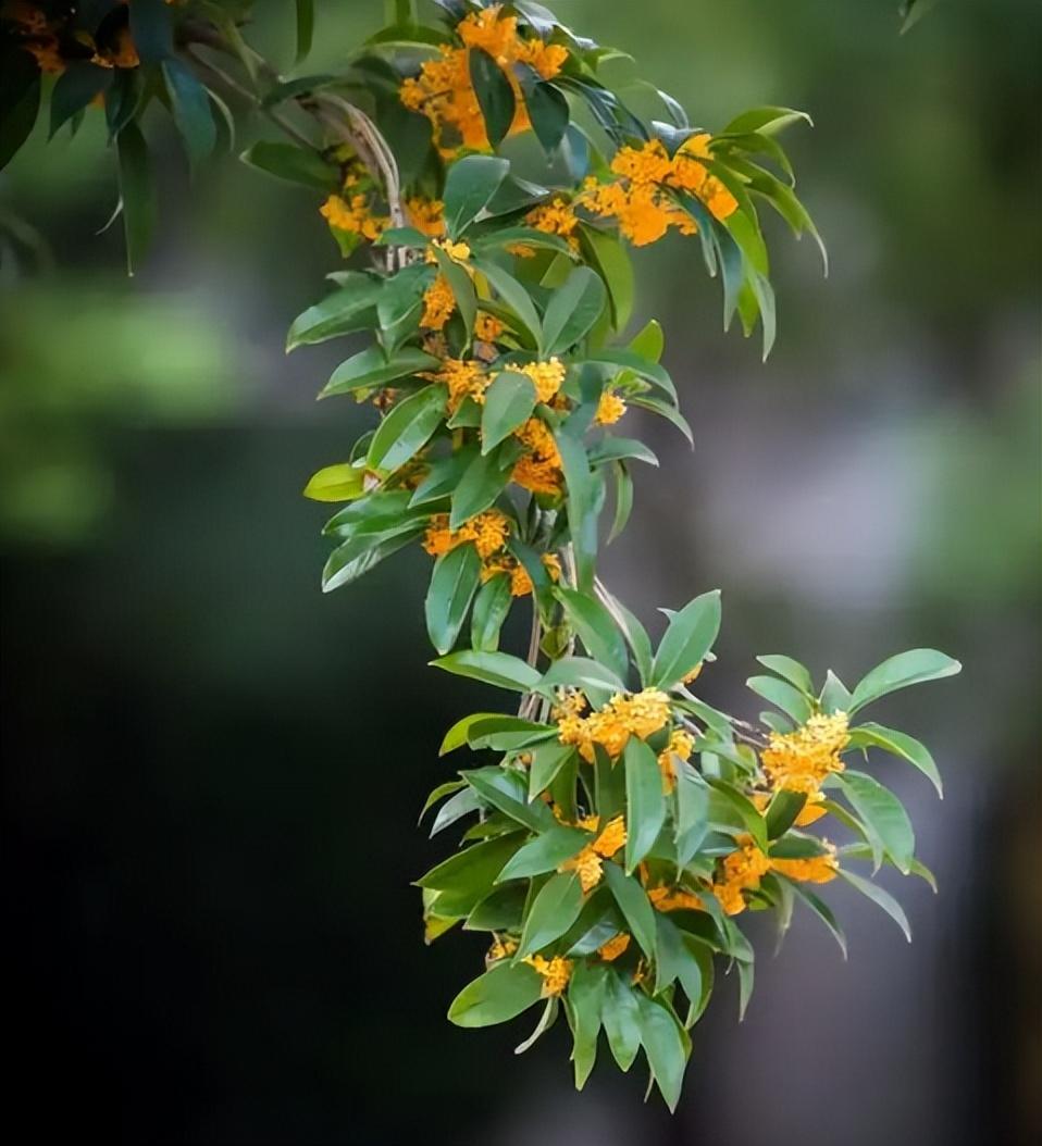 秋天梅花经典诗词（暮秋吟稿诗词十五首）