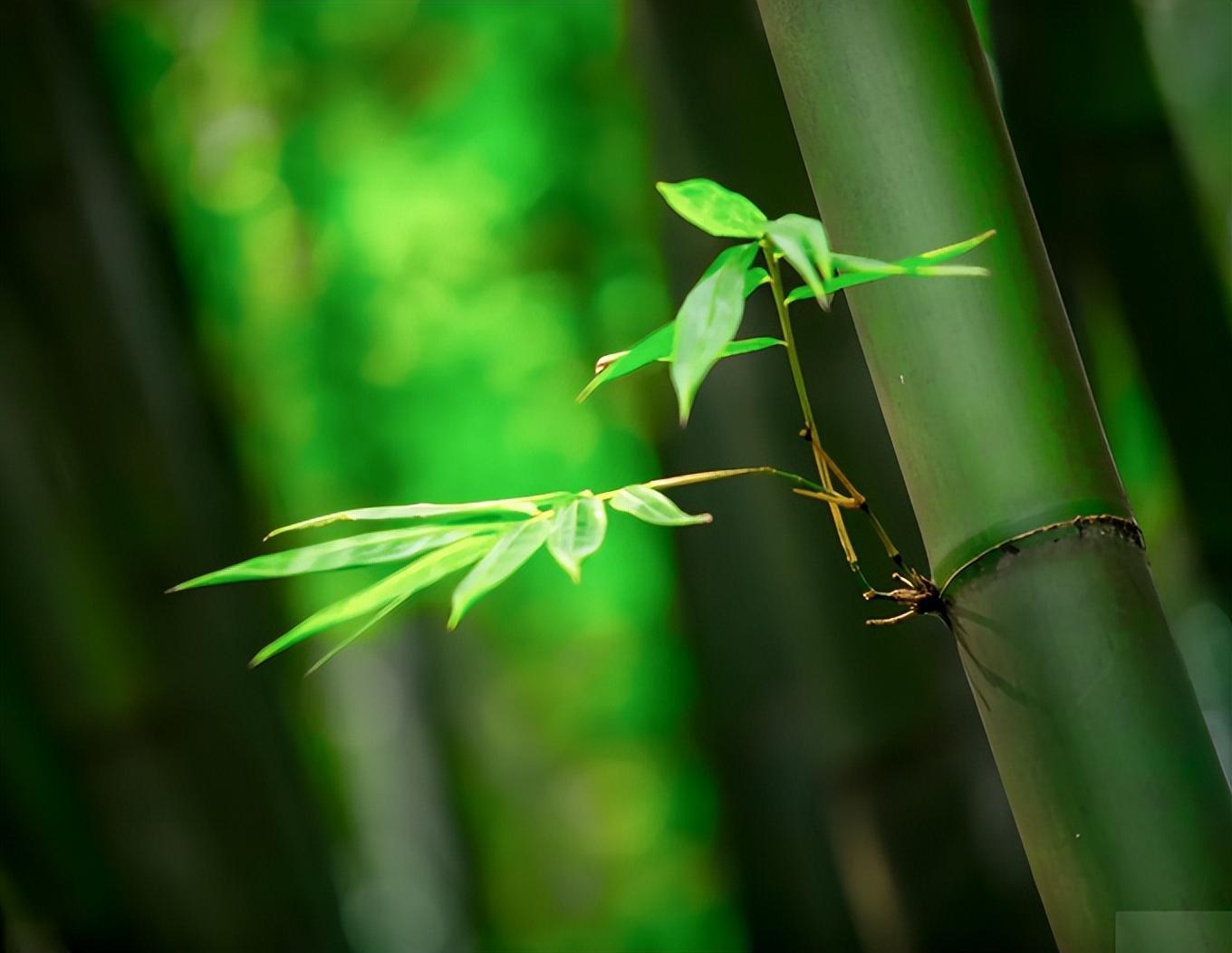 读诗中竹，品心中竹（十首看竹的经典诗词）