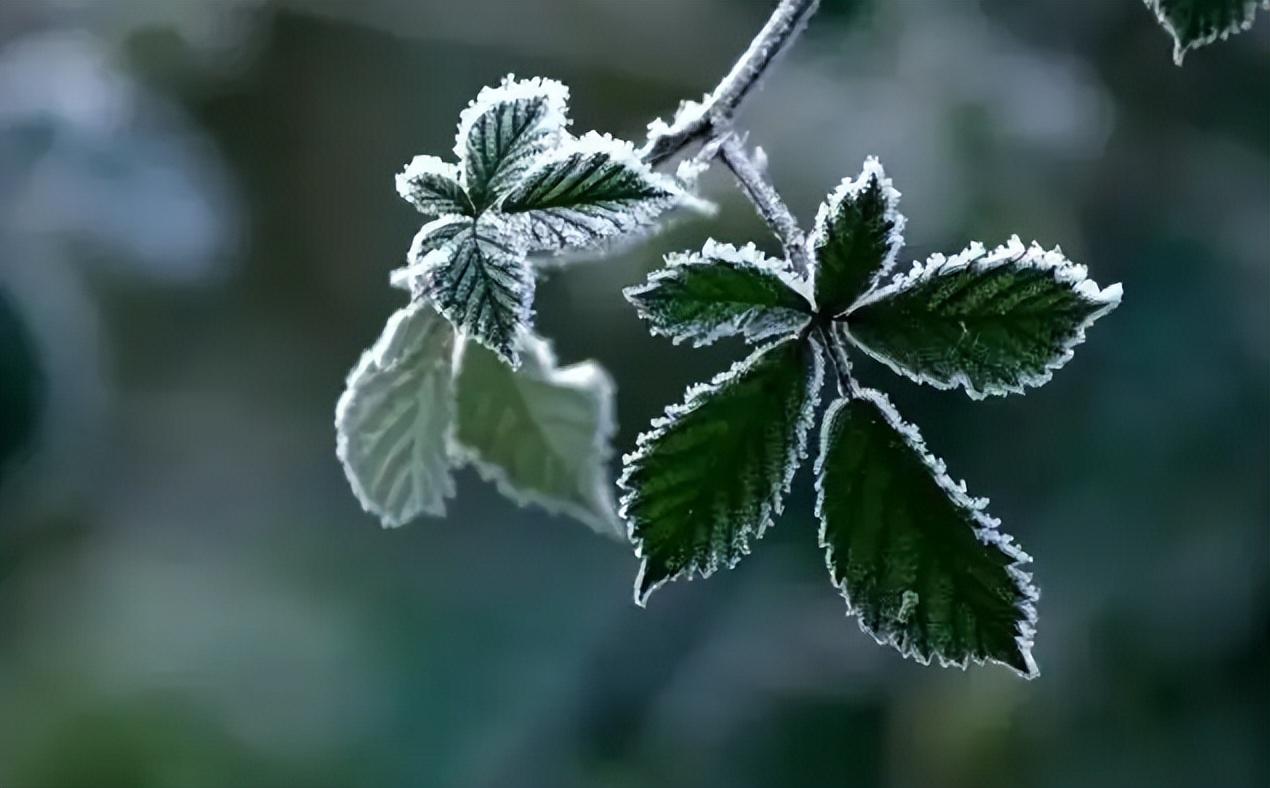 霜降经典时节的诗词（关于霜降的优美诗词）