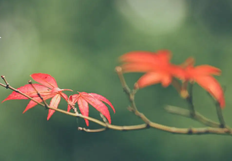 霜降经典时节的诗词（关于霜降的优美诗词）