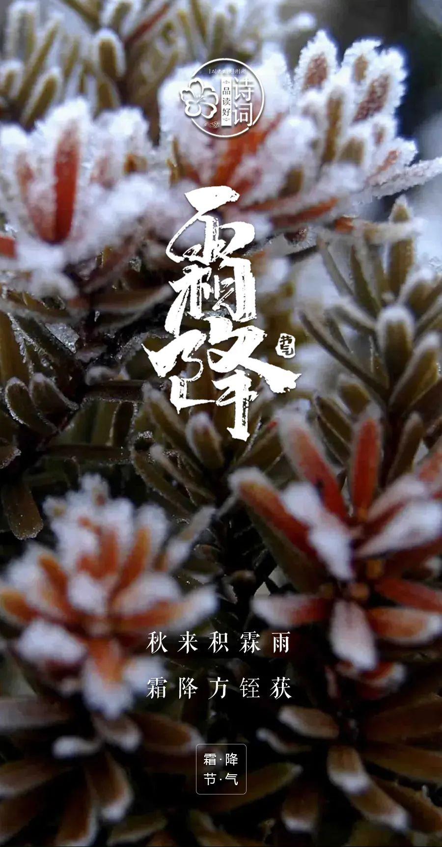 有关霜降经典的诗词（人间霜花白 从容向寒迈）