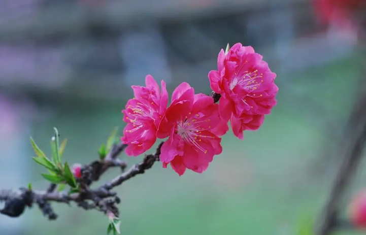 夕阳经典诗词名句（看淡辱荣和得失，高楼正对夕阳红）