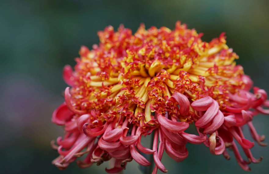 有关赏菊的优美古诗词（菊香醉人，人淡如菊）