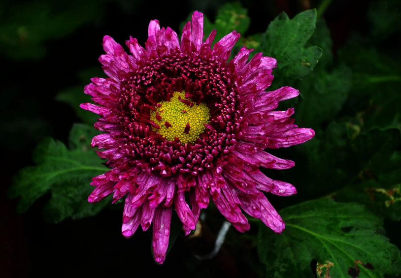 有关赏菊的优美古诗词（菊香醉人，人淡如菊）