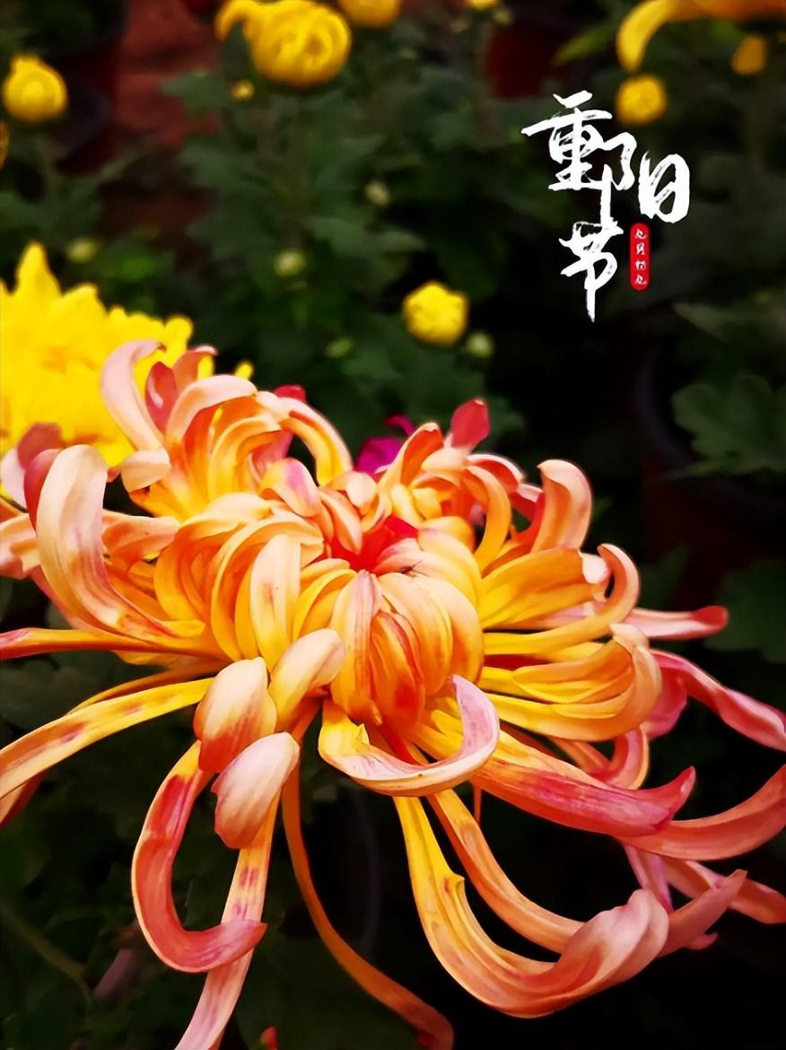 重阳节经典诗词祝福语（九九重阳节经典古诗）