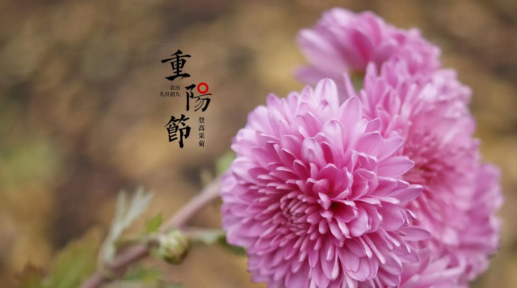 重阳节经典诗词祝福语（九九重阳节经典古诗）