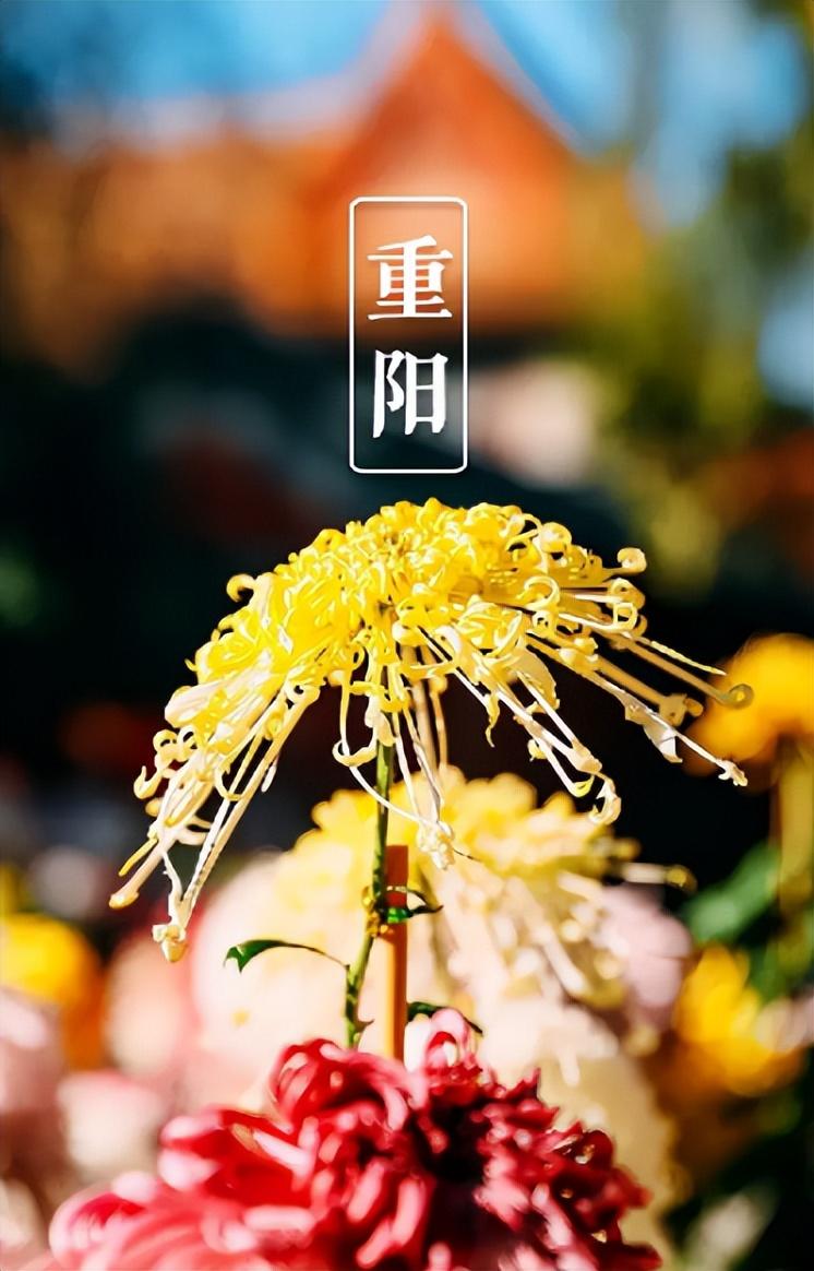 重阳节经典诗词祝福语（九九重阳节经典古诗）