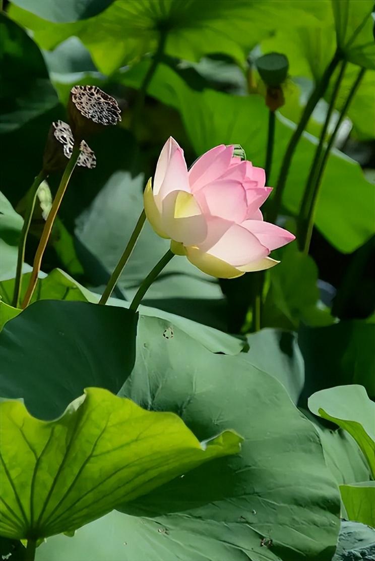 荷花夏天经典诗词（关于莲花的诗句古诗大全）