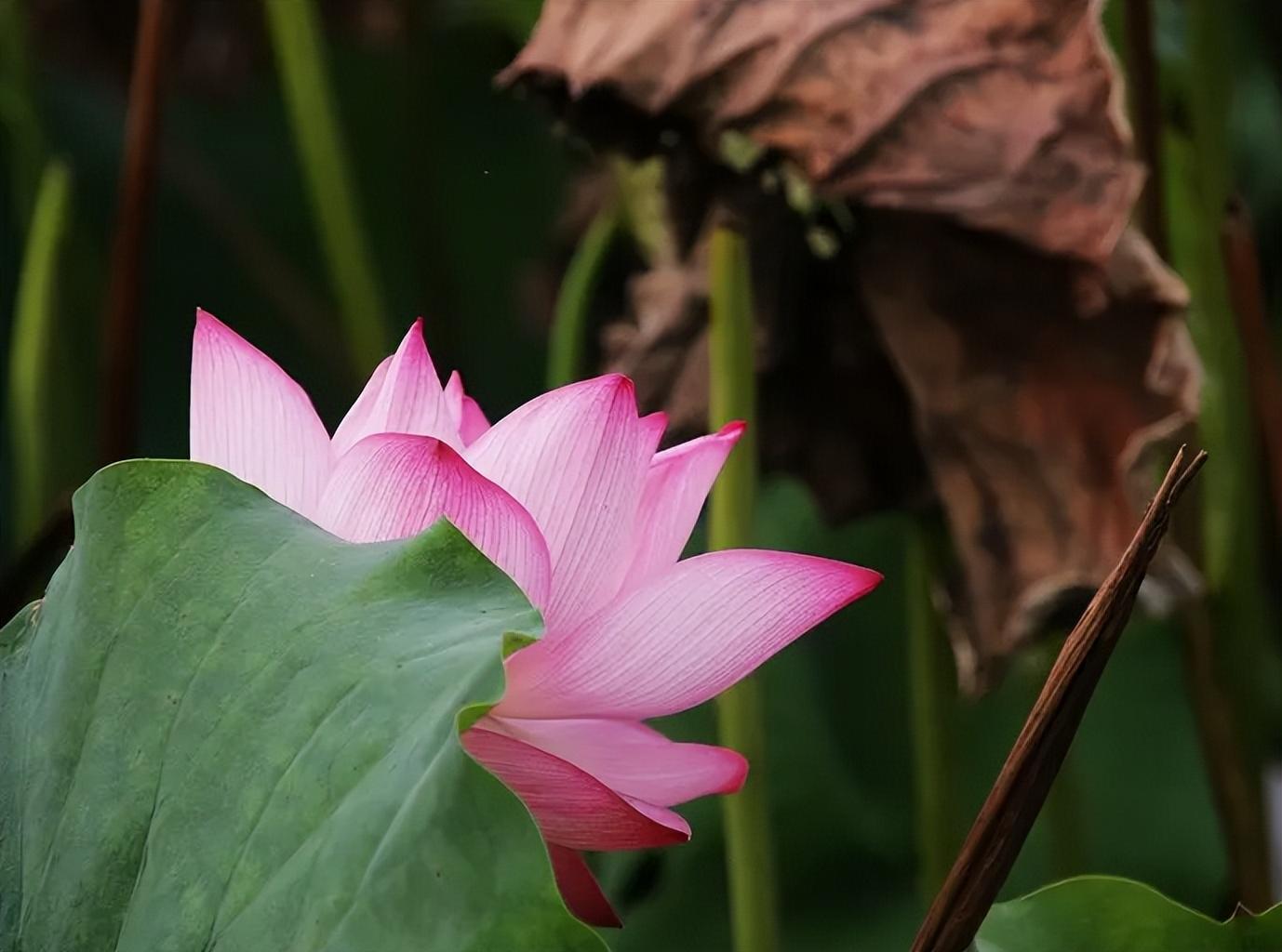 荷花夏天经典诗词（关于莲花的诗句古诗大全）