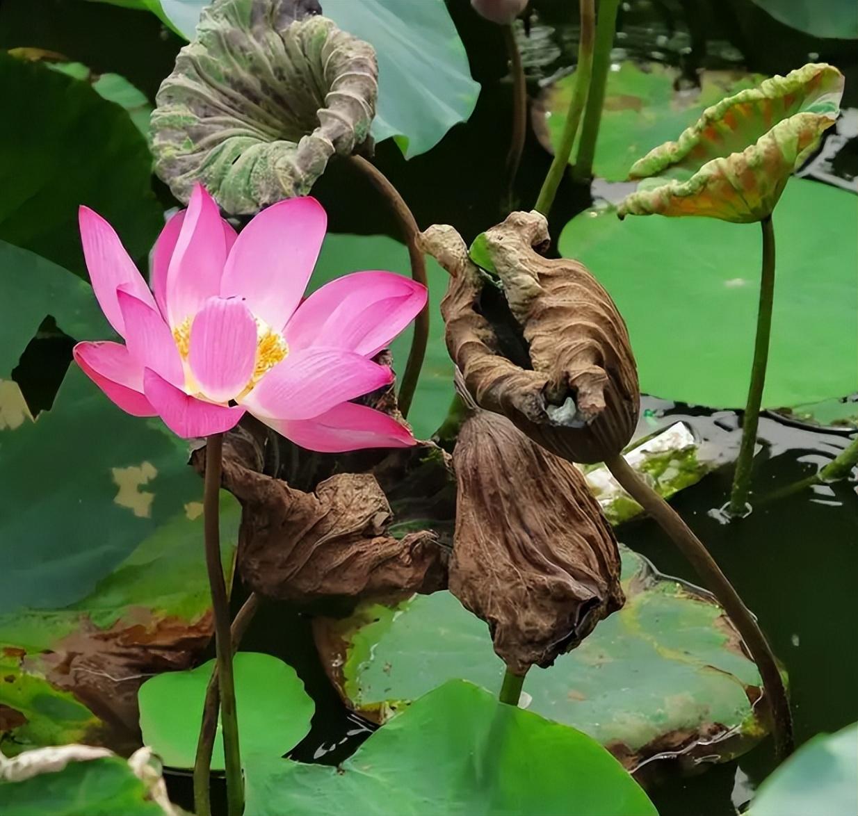 荷花夏天经典诗词（关于莲花的诗句古诗大全）