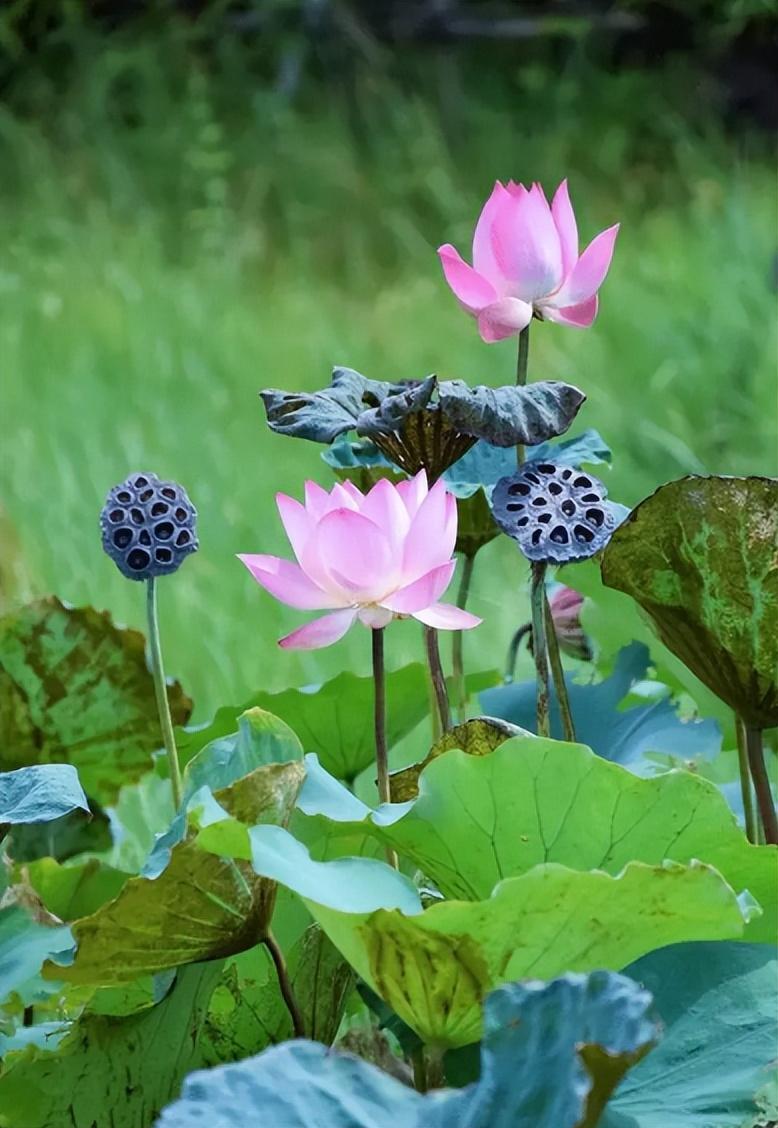 荷花夏天经典诗词（关于莲花的诗句古诗大全）