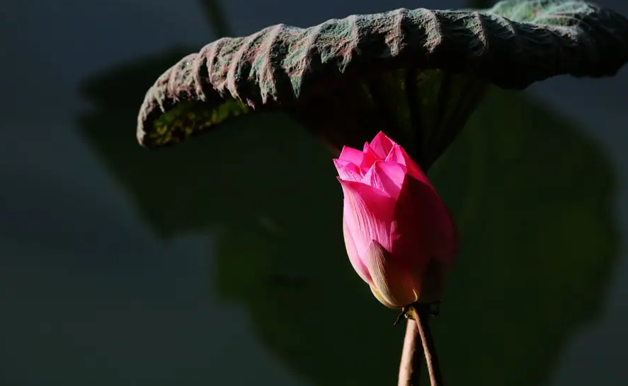 荷花夏天经典诗词（关于莲花的诗句古诗大全）