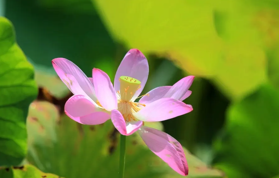 荷花夏天经典诗词（关于莲花的诗句古诗大全）