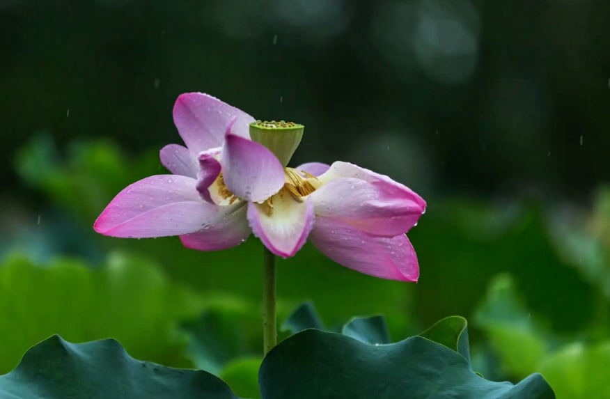 荷花夏天经典诗词（关于莲花的诗句古诗大全）