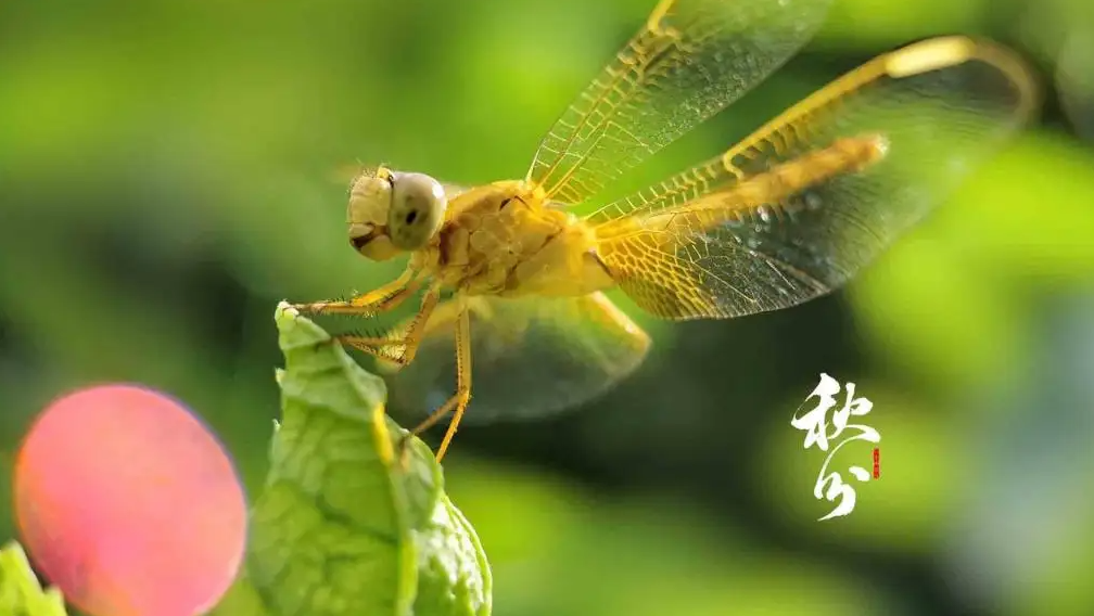 秋分唯美古诗词鉴赏（十首秋分的唯美诗词）