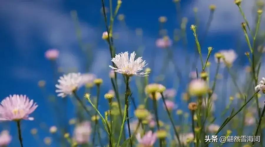 虞美人治愈经典诗词（唯美10首虞美人诗词）