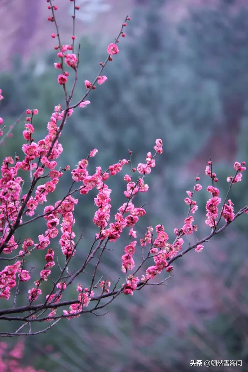 虞美人治愈经典诗词（唯美10首虞美人诗词）