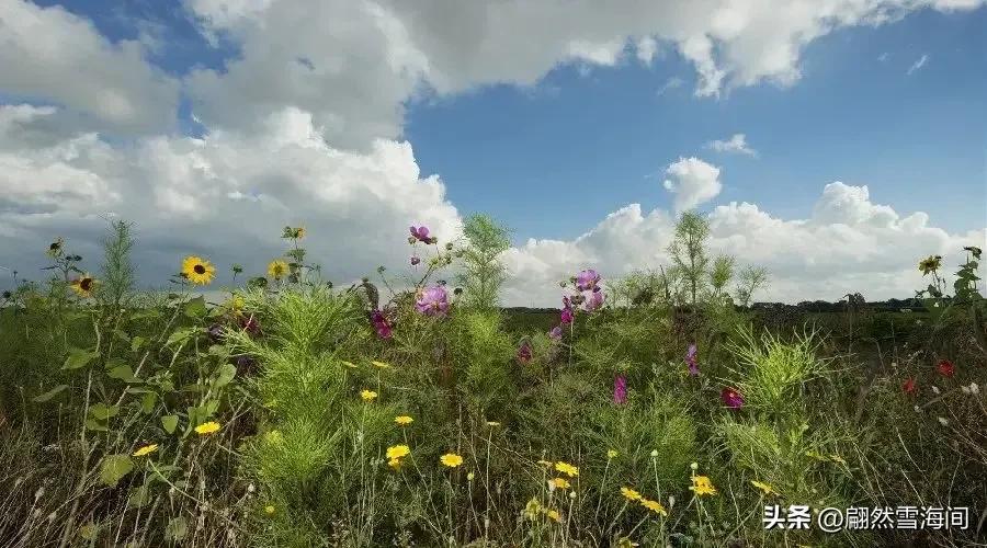 虞美人治愈经典诗词（唯美10首虞美人诗词）