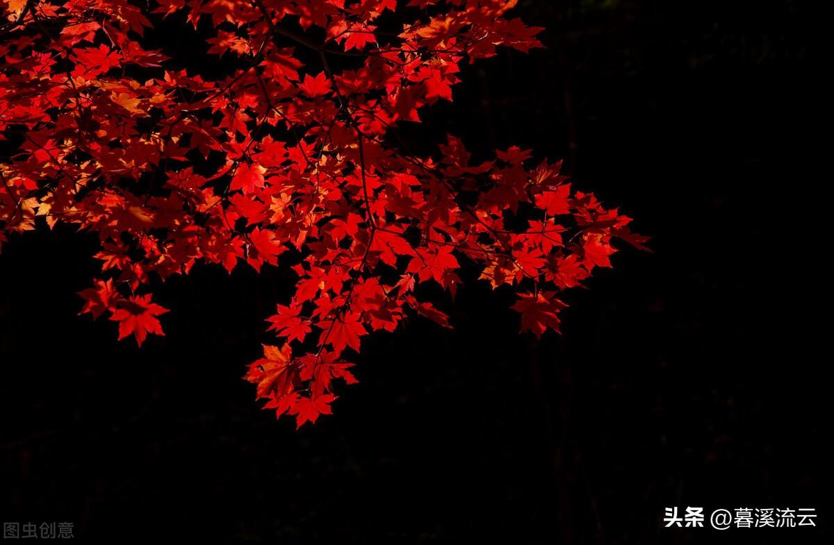 红叶唯美古诗大全（十首醉人红叶诗词）