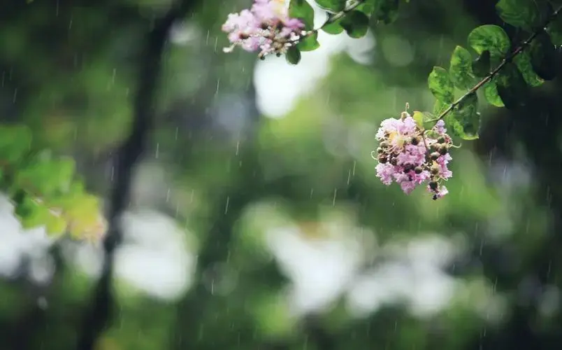 雨中精灵，活泼调皮（十首唯美山雨诗词）