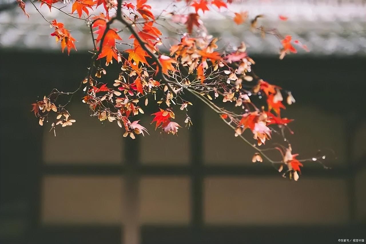 雨中精灵，活泼调皮（十首唯美山雨诗词）