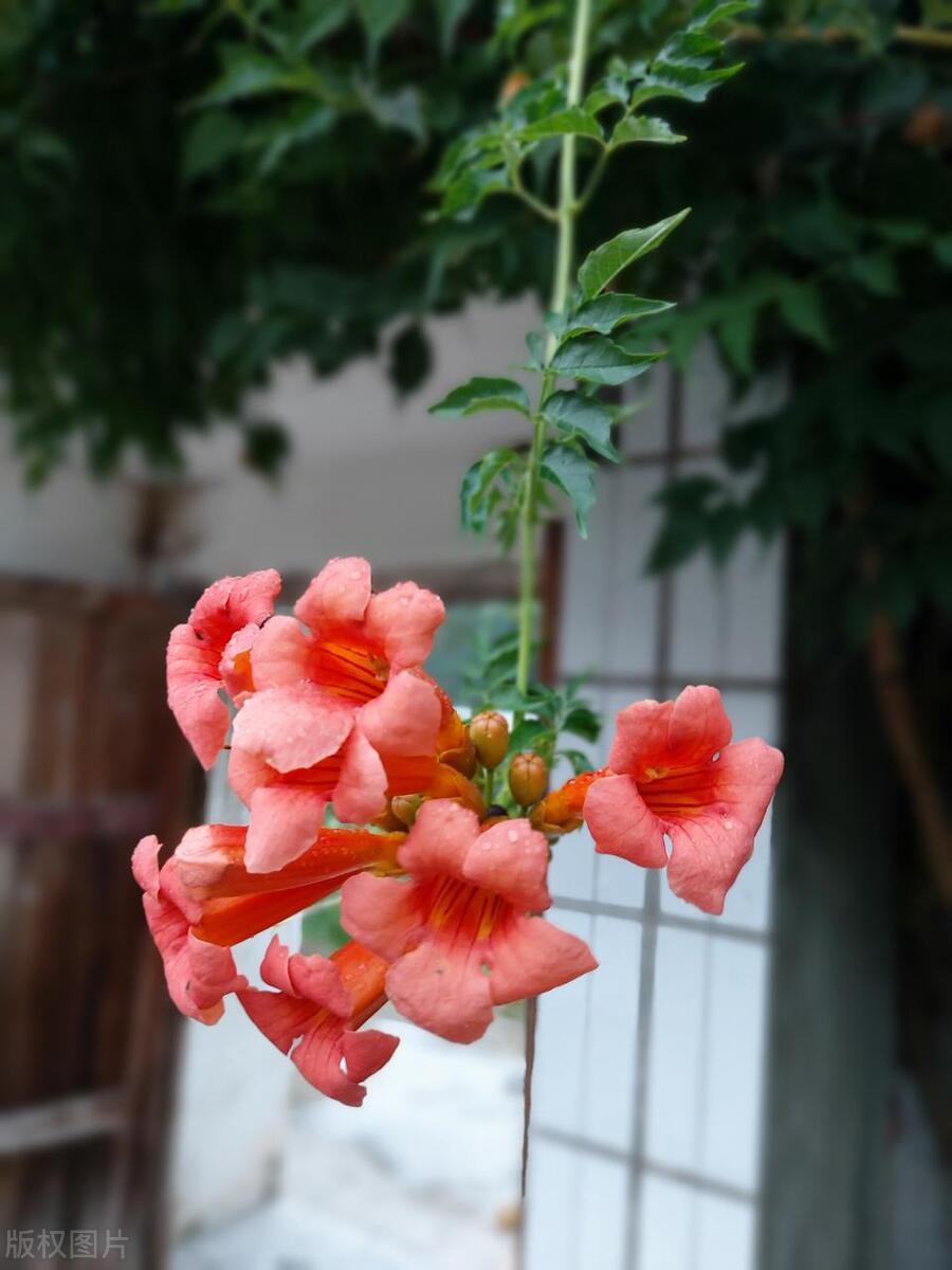 凌霄花古诗词有哪些（八首诗词中的凌霄花）