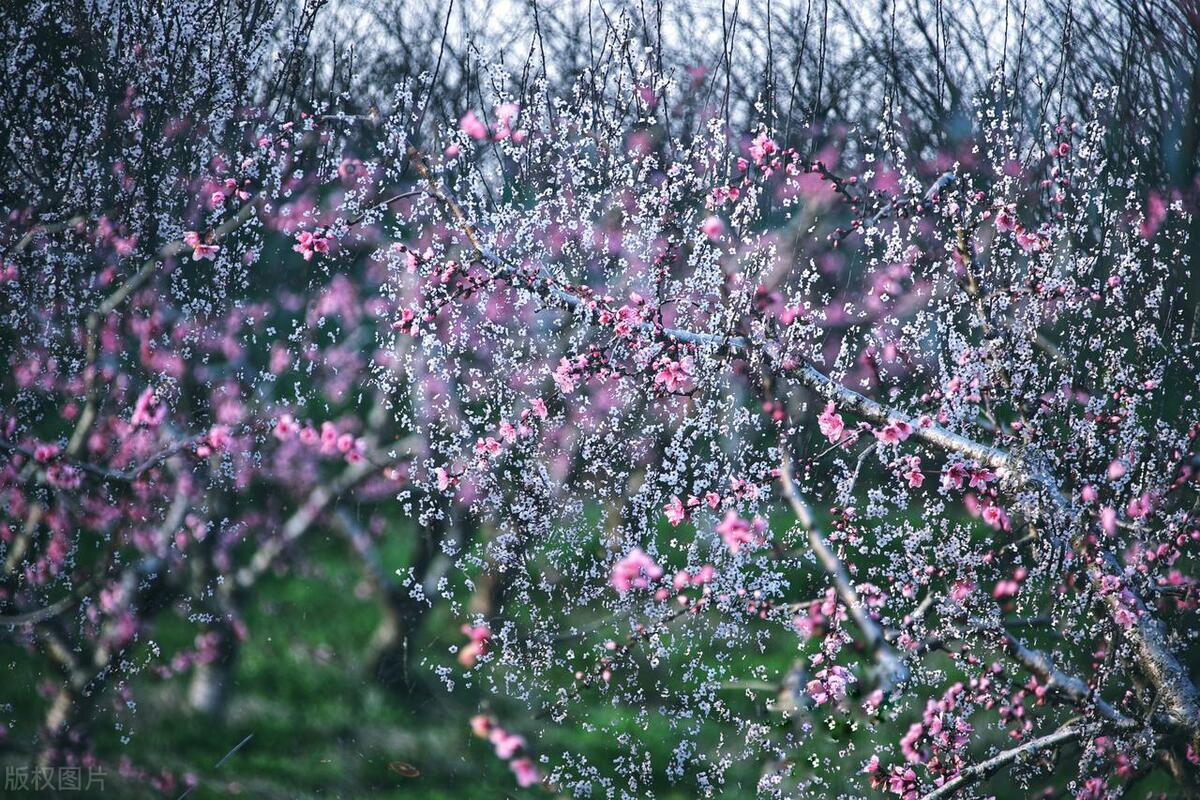 春暖花开，风光旖旎（十二首经典春游诗词）