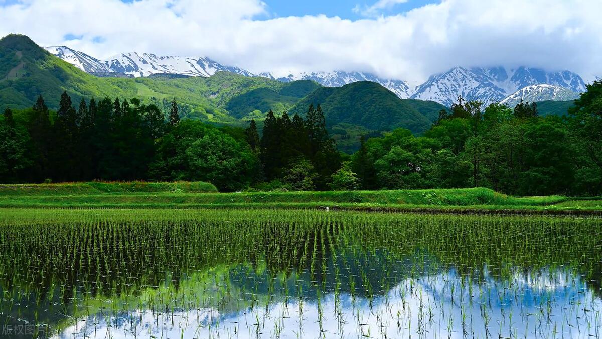 漠漠水田，青青秧苗（十首唯美秧田诗词）