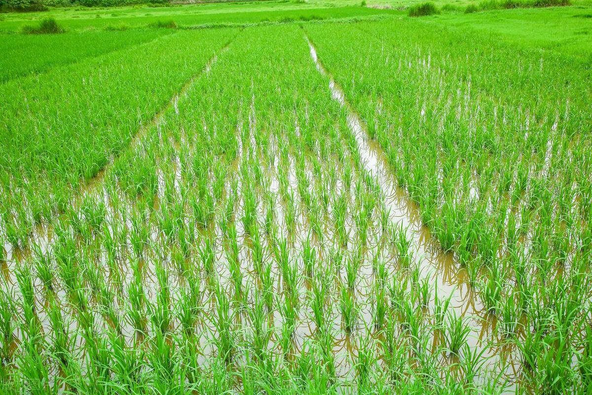 漠漠水田，青青秧苗（十首唯美秧田诗词）