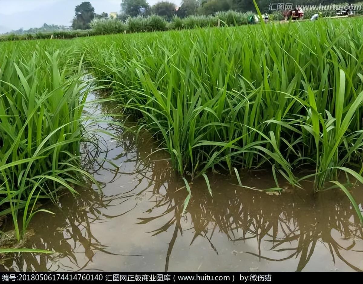 漠漠水田，青青秧苗（十首唯美秧田诗词）