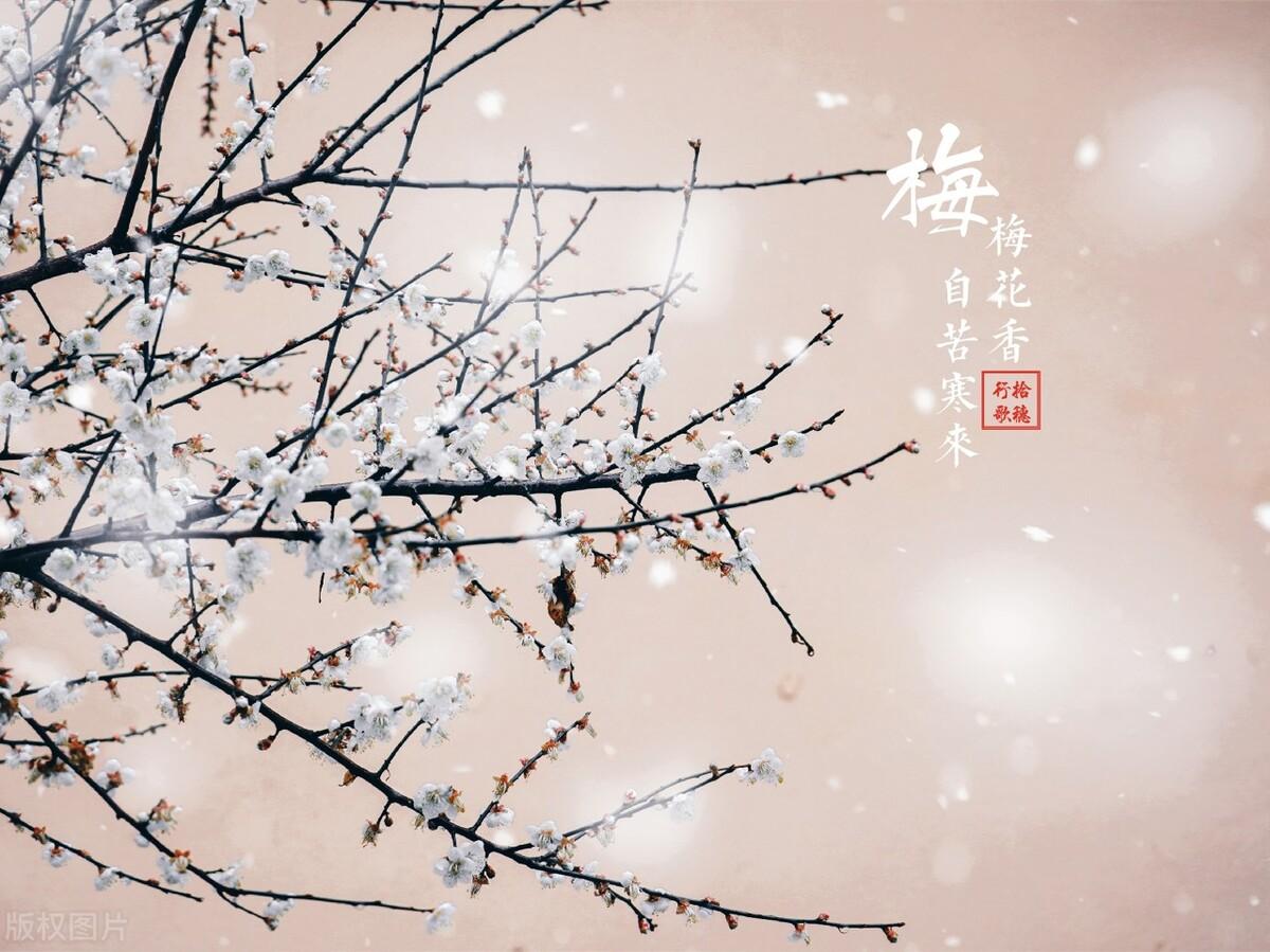 雪梅诗词古句大全（十首著名的梅花古诗）