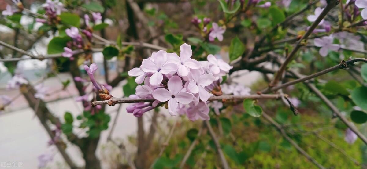 关于中秋节的佳句摘抄（八首描写芭蕉叶卷的诗词）