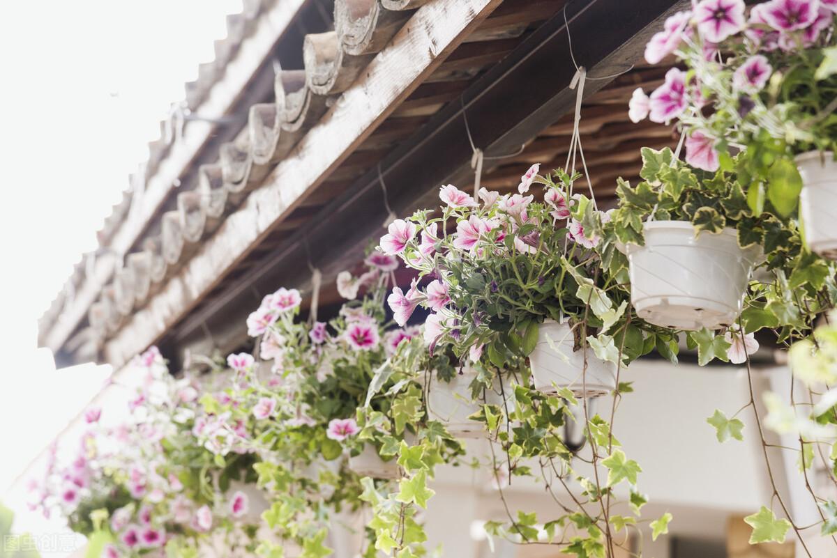 牵牛花唯美古诗大全（十二首牵牛花诗词）