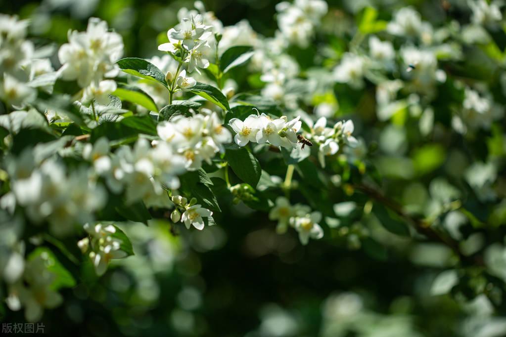 茉莉花唯美古诗大全（推荐十二首茉莉花诗词）