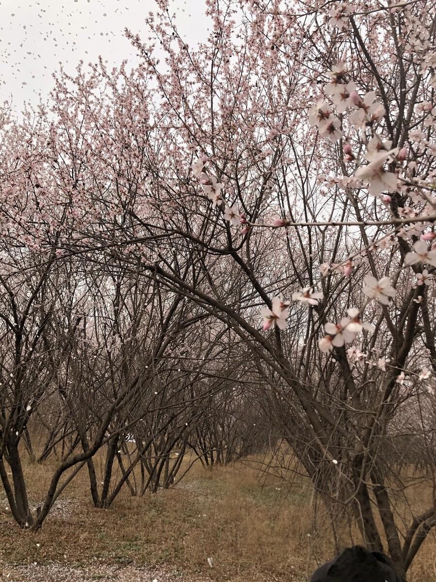 送春诗词名句有哪些（两首别致的送春诗词）