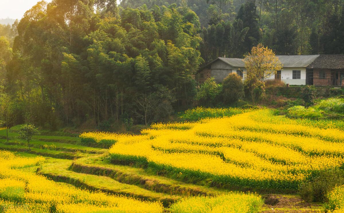 油菜花诗词名句大全（十首古诗词中的油菜花）