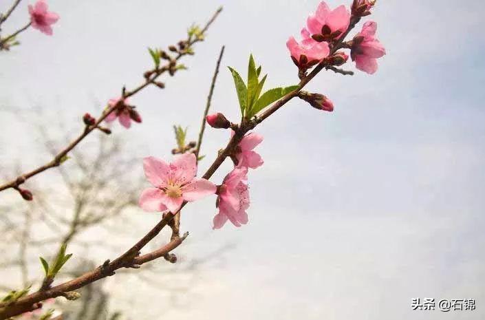 生活幸福的古诗词（五首安心经典诗词）