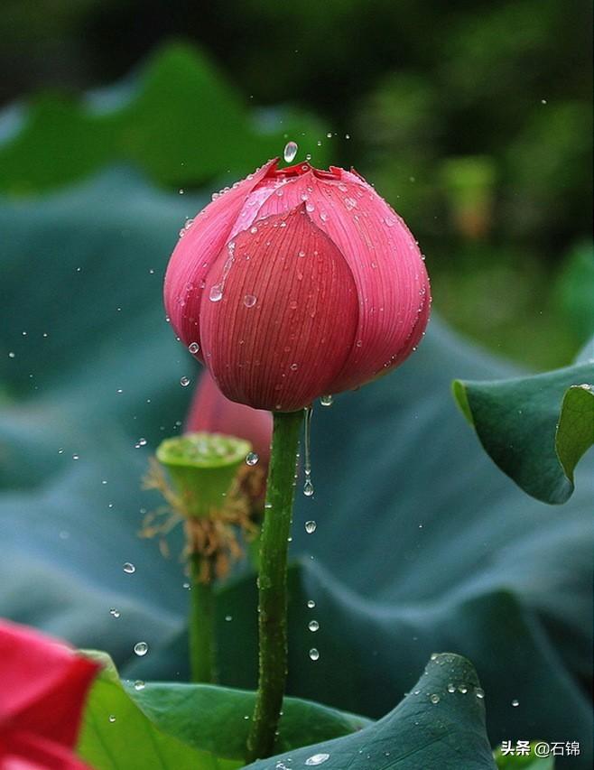 荷花烟雨经典诗词（八首荷花经典诗词）