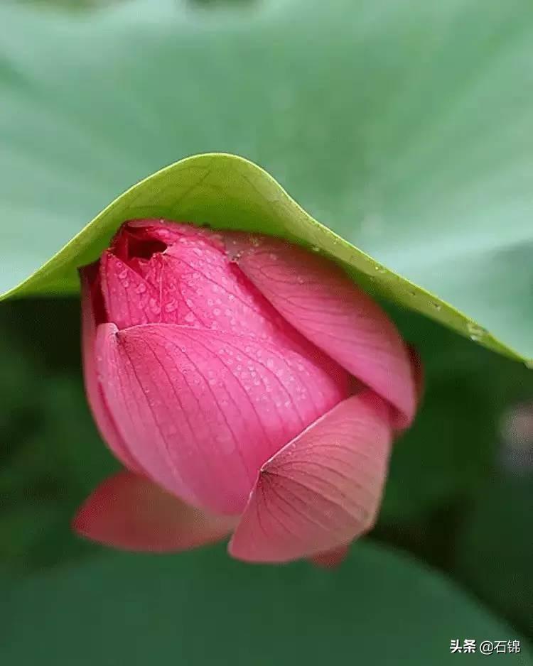 荷花烟雨经典诗词（八首荷花经典诗词）