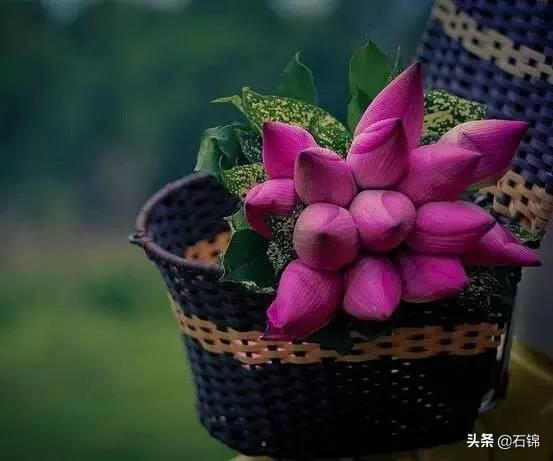 荷花烟雨经典诗词（八首荷花经典诗词）