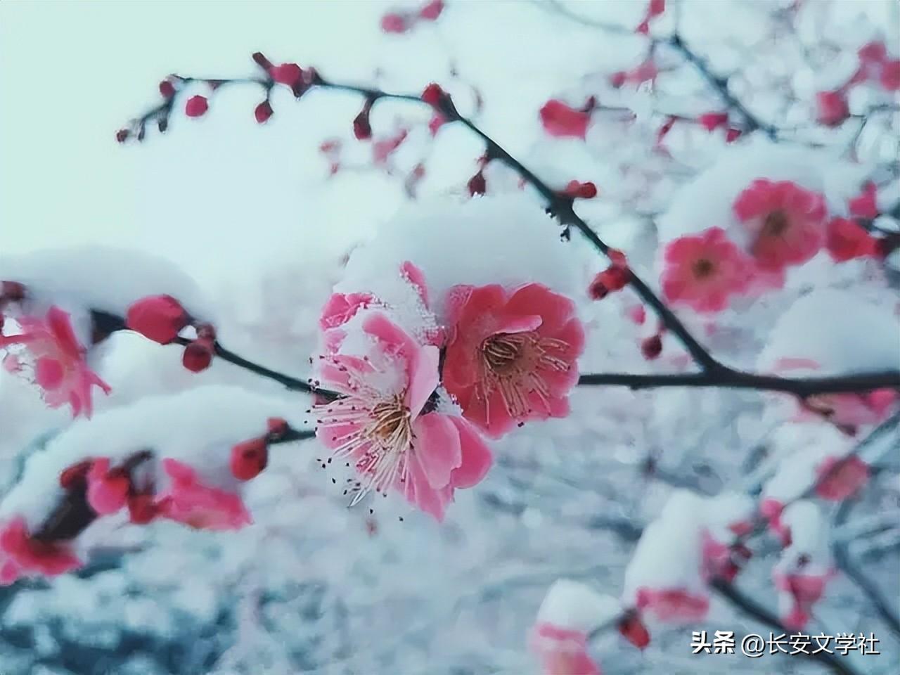 小雪祝福古诗词大全（10首小雪节气诗词）