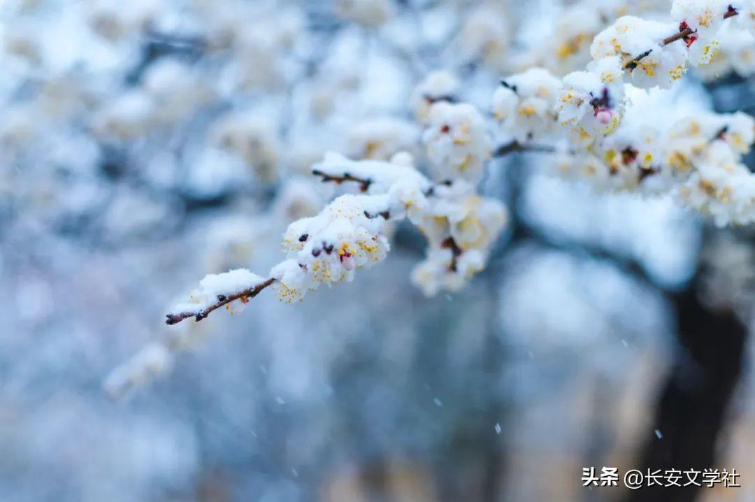 小雪祝福古诗词大全（10首小雪节气诗词）