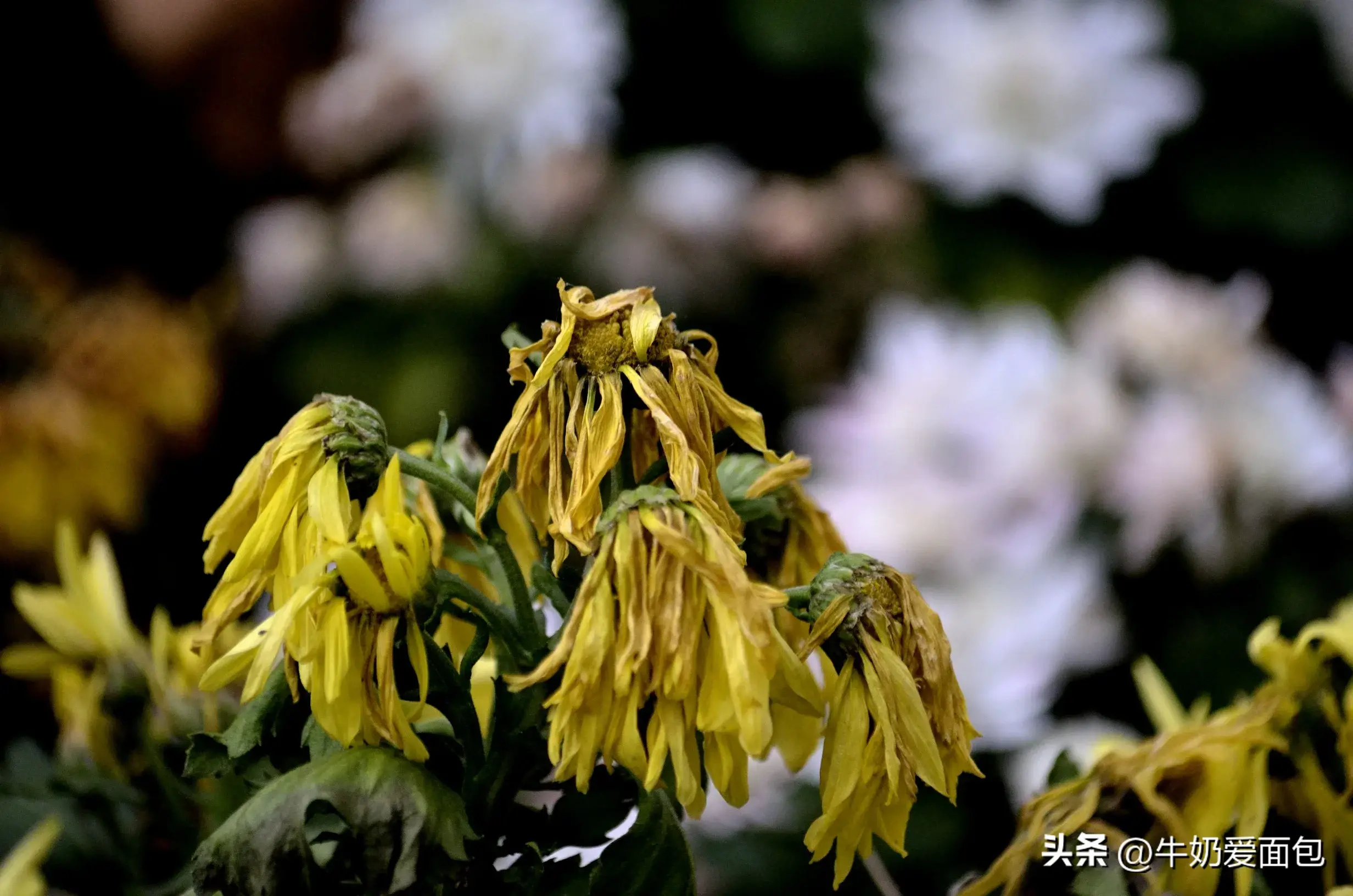 小雪祝福古诗词有哪些（6首小雪节气古诗）