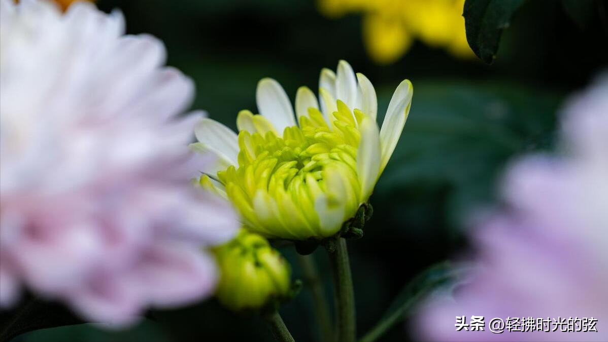 高洁情怀，绝美清秋（八首咏菊经典古诗词）