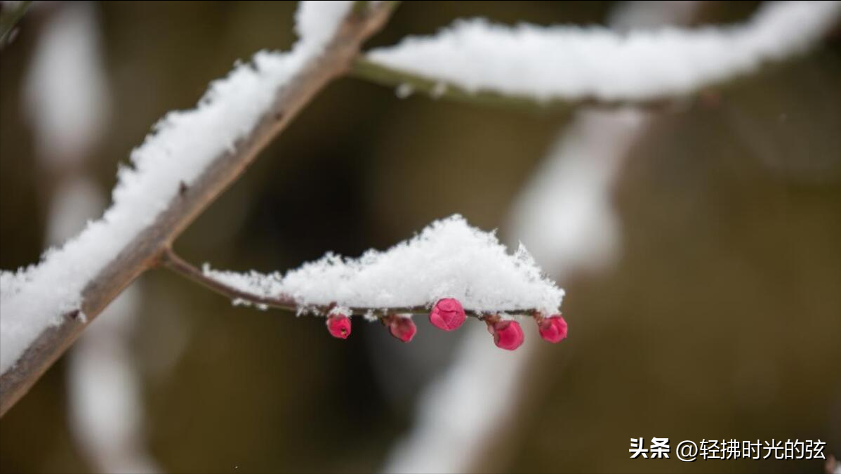 晴雪落长松，雪满长安道（36句唯美大雪诗词）