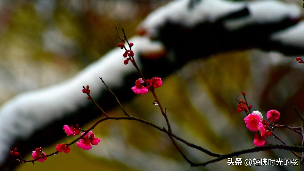 晴雪落长松，雪满长安道（36句唯美大雪诗词）