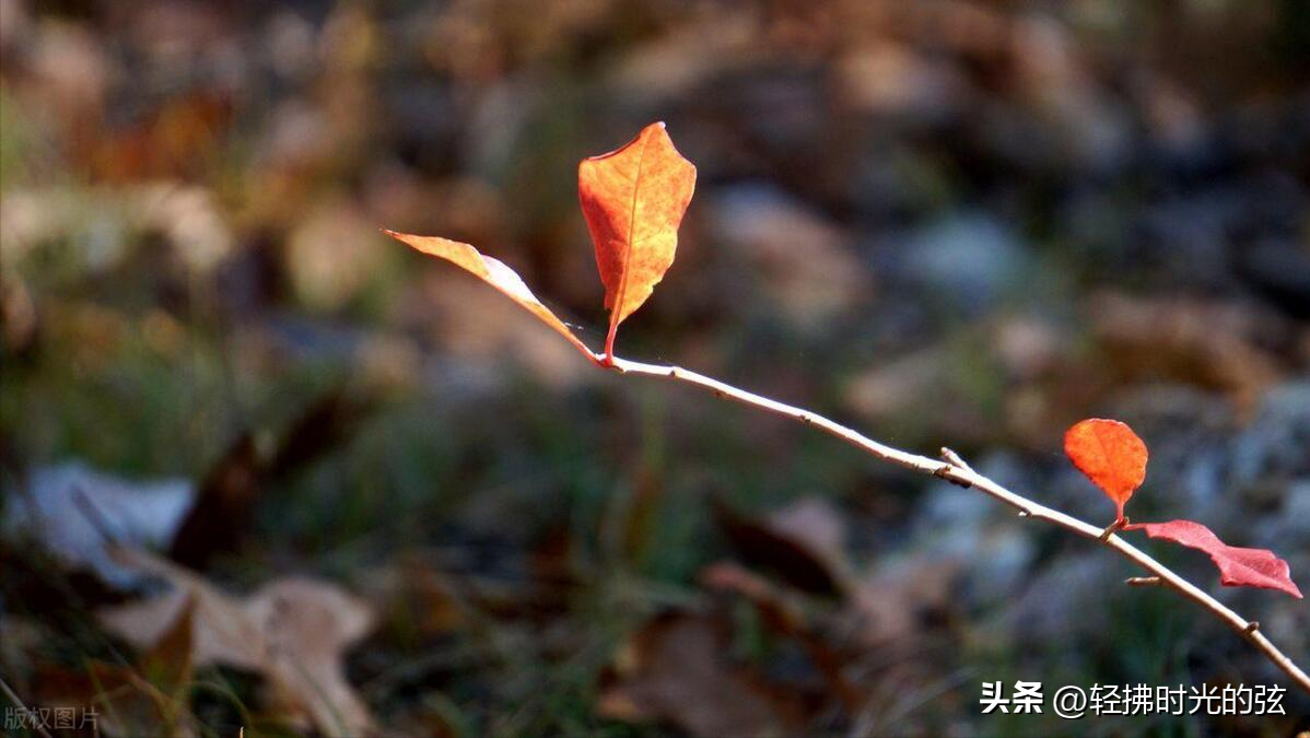 清秋经典诗词有哪些（八首经典清秋古诗词）