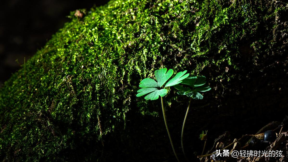 王维著名诗词有哪些（王维经典诗词12首）