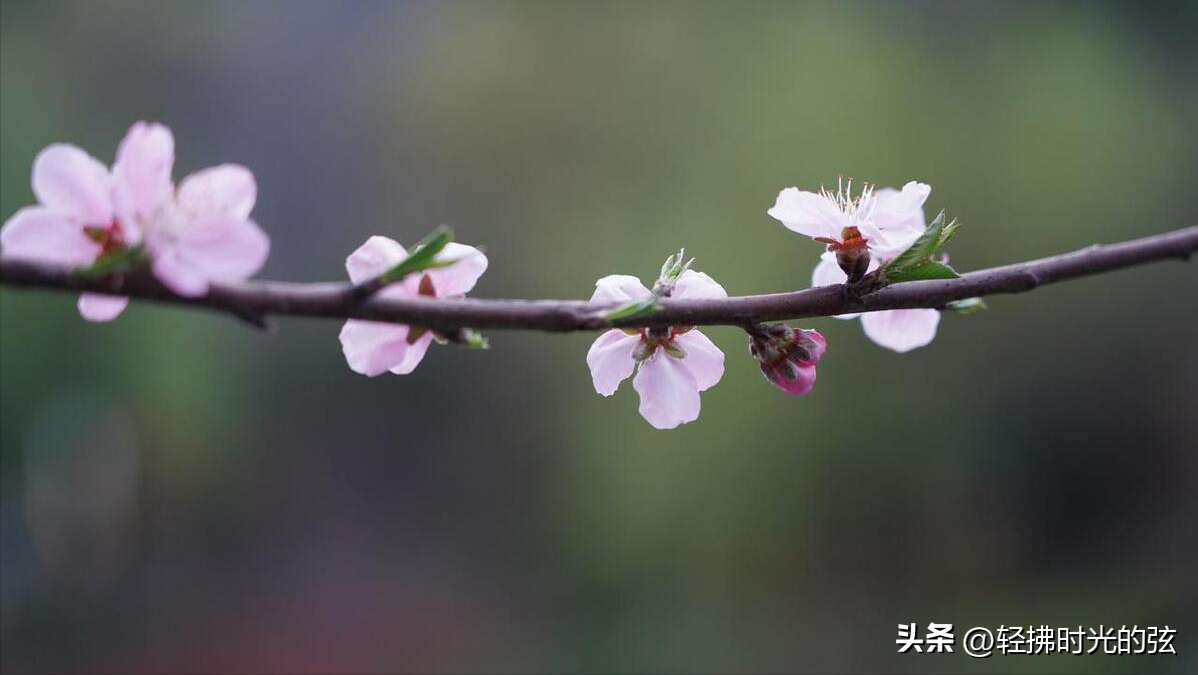 歌颂洛阳著名诗词（十首洛阳经典诗词）