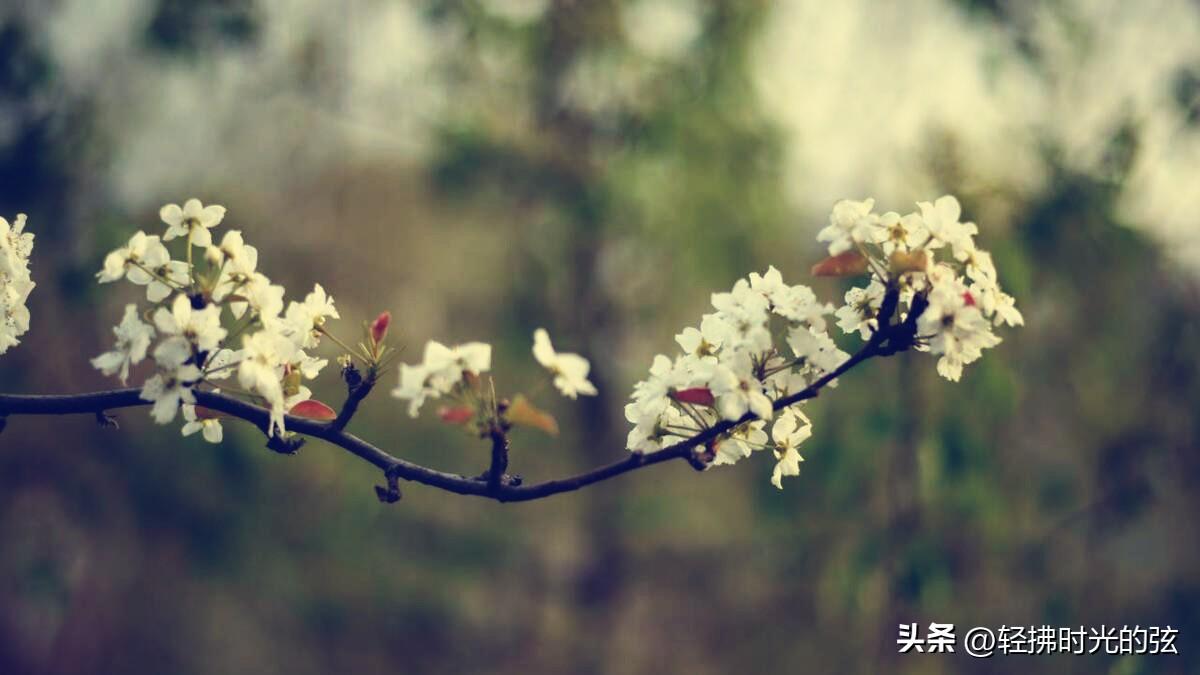 梨花著名诗词大全（六首经典梨花诗词）